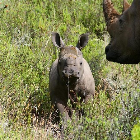 Safari Lodge - Amakhala Game Reserve Luaran gambar