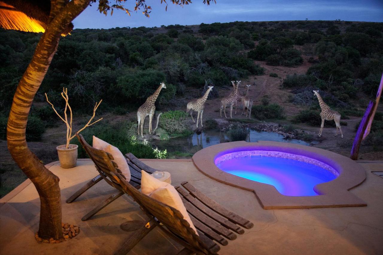 Safari Lodge - Amakhala Game Reserve Luaran gambar