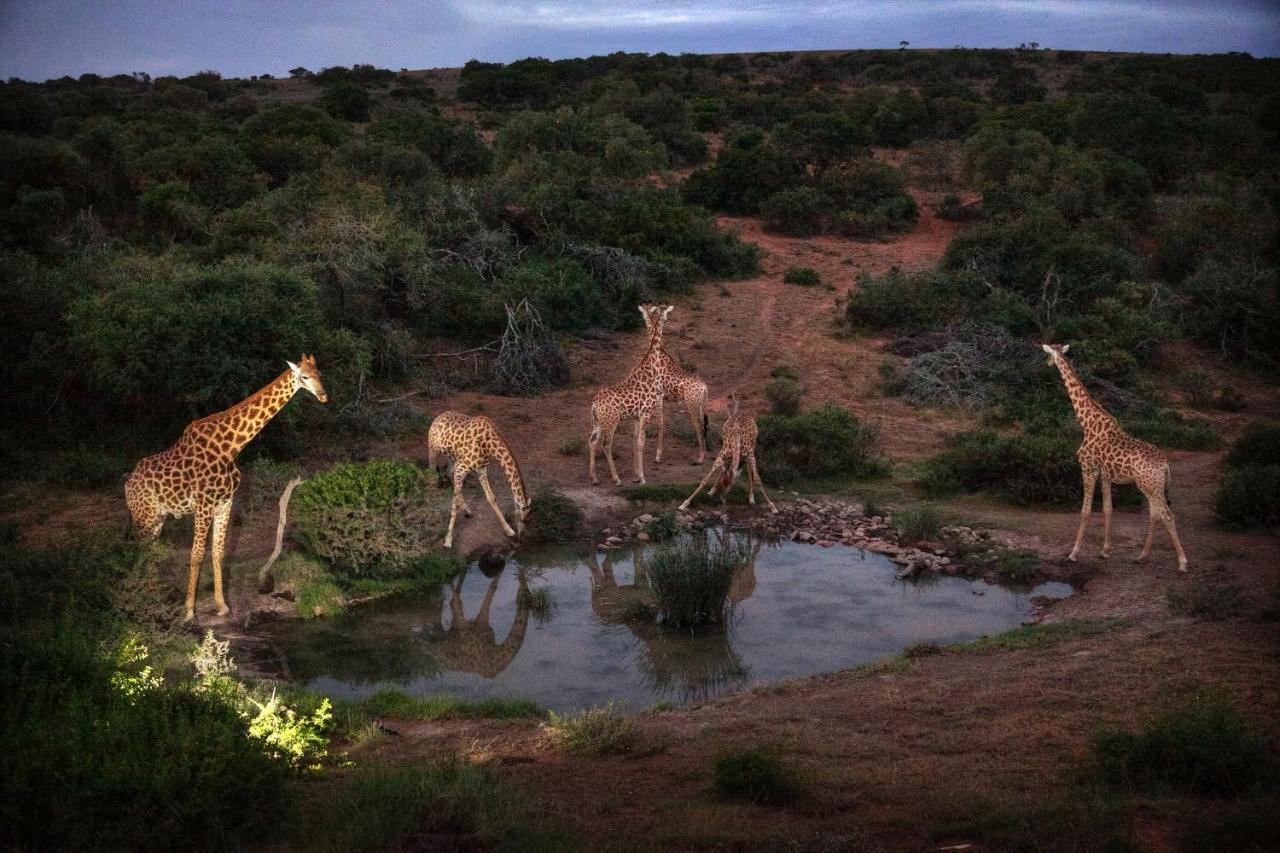 Safari Lodge - Amakhala Game Reserve Luaran gambar