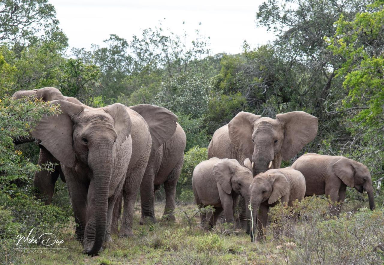 Safari Lodge - Amakhala Game Reserve Luaran gambar
