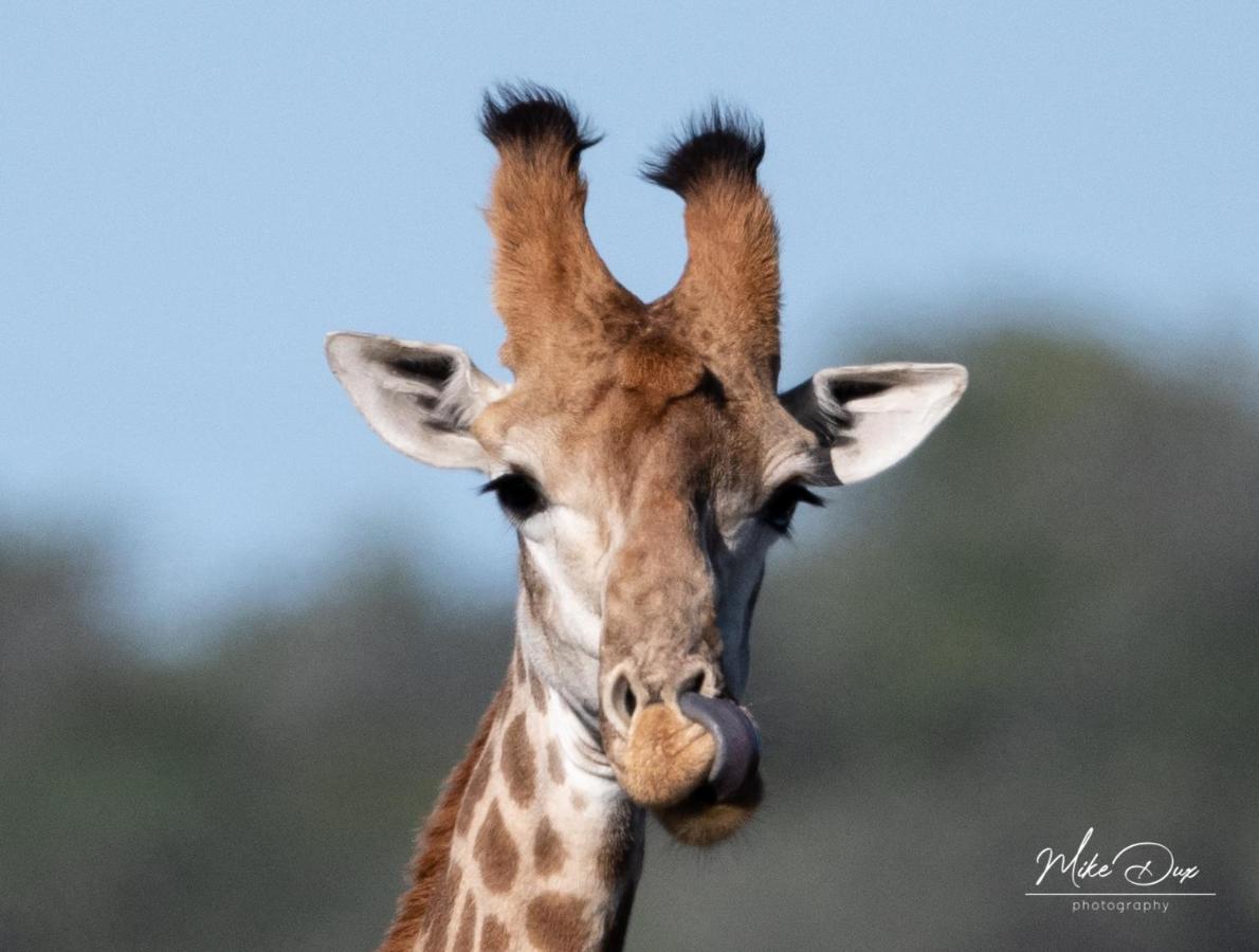 Safari Lodge - Amakhala Game Reserve Luaran gambar