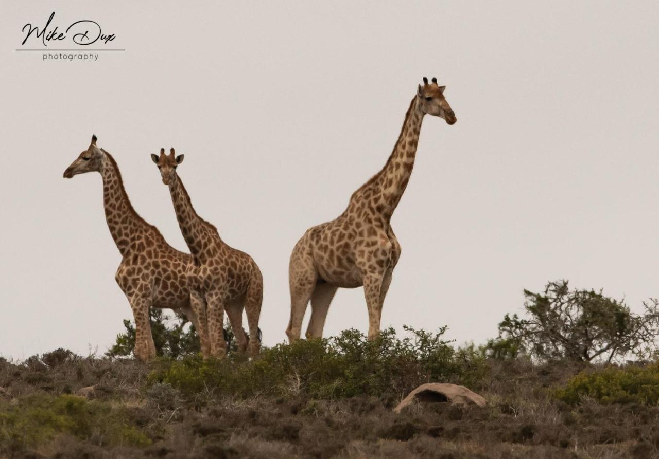Safari Lodge - Amakhala Game Reserve Luaran gambar