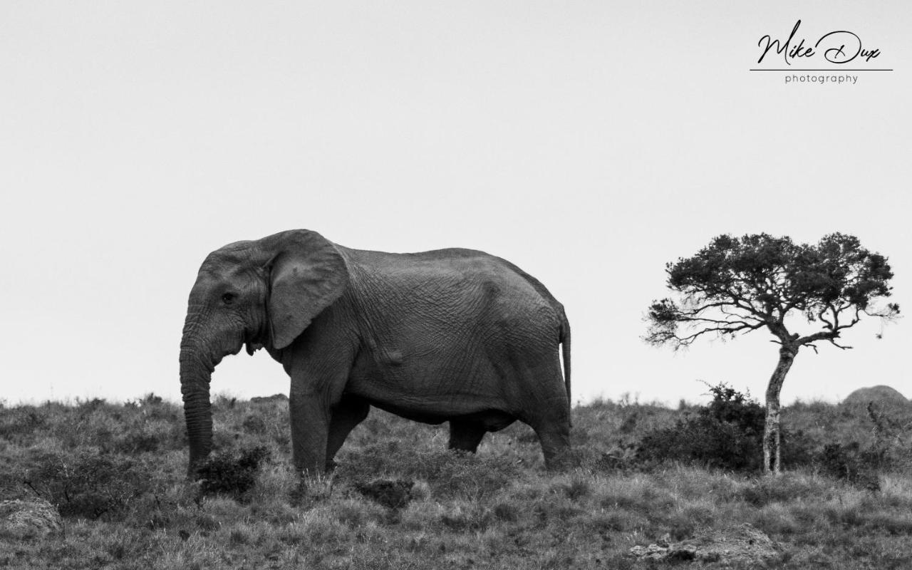 Safari Lodge - Amakhala Game Reserve Luaran gambar