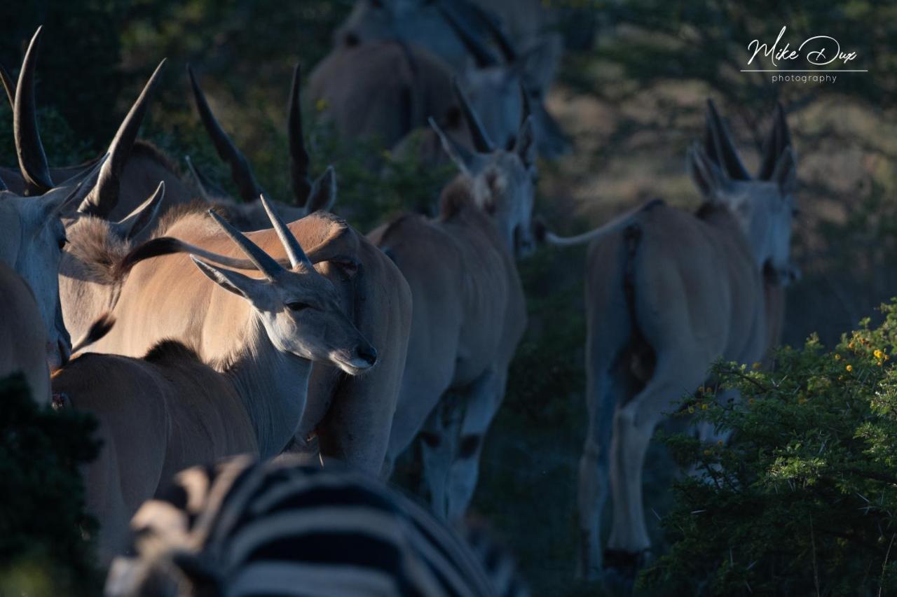 Safari Lodge - Amakhala Game Reserve Luaran gambar