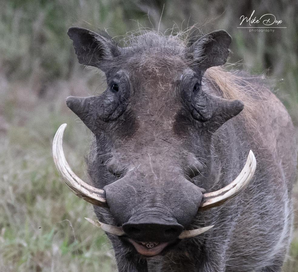 Safari Lodge - Amakhala Game Reserve Luaran gambar