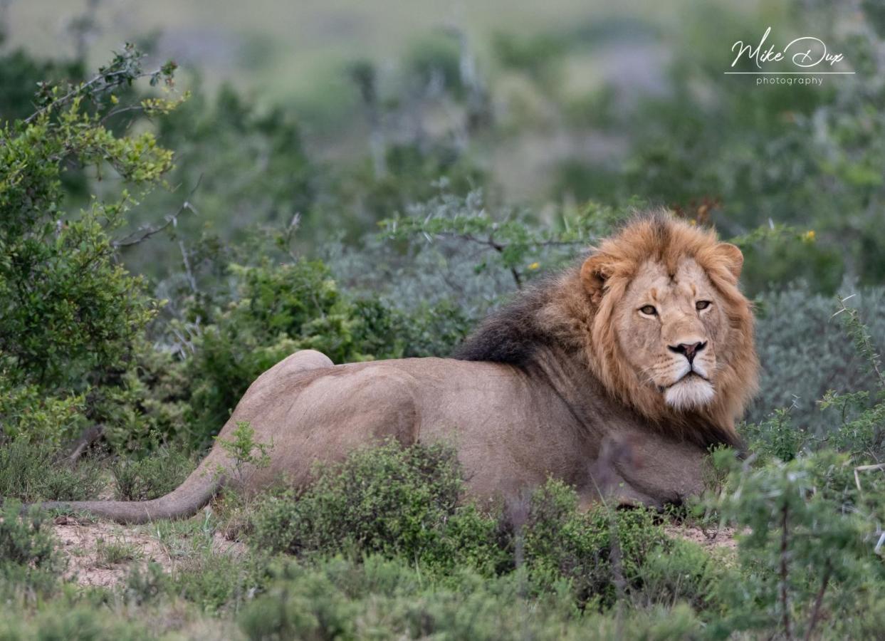 Safari Lodge - Amakhala Game Reserve Luaran gambar