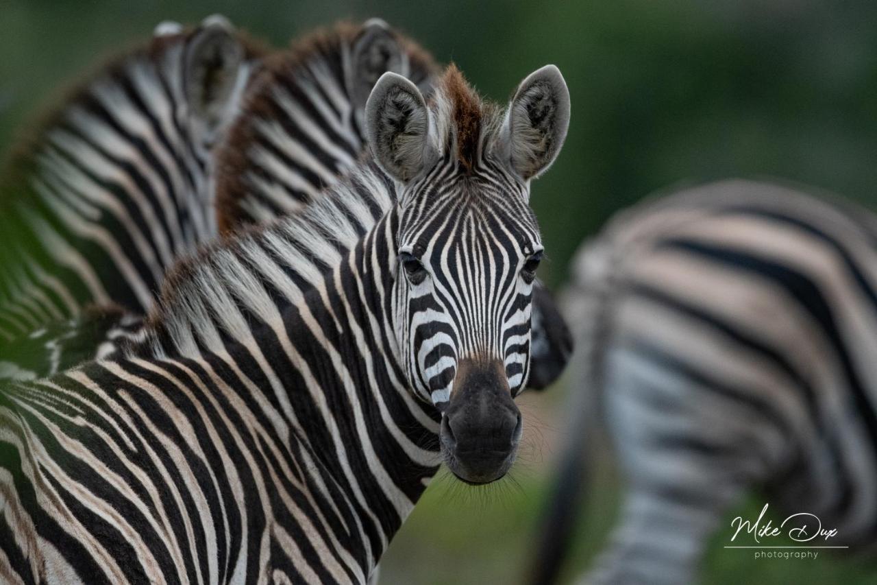 Safari Lodge - Amakhala Game Reserve Luaran gambar