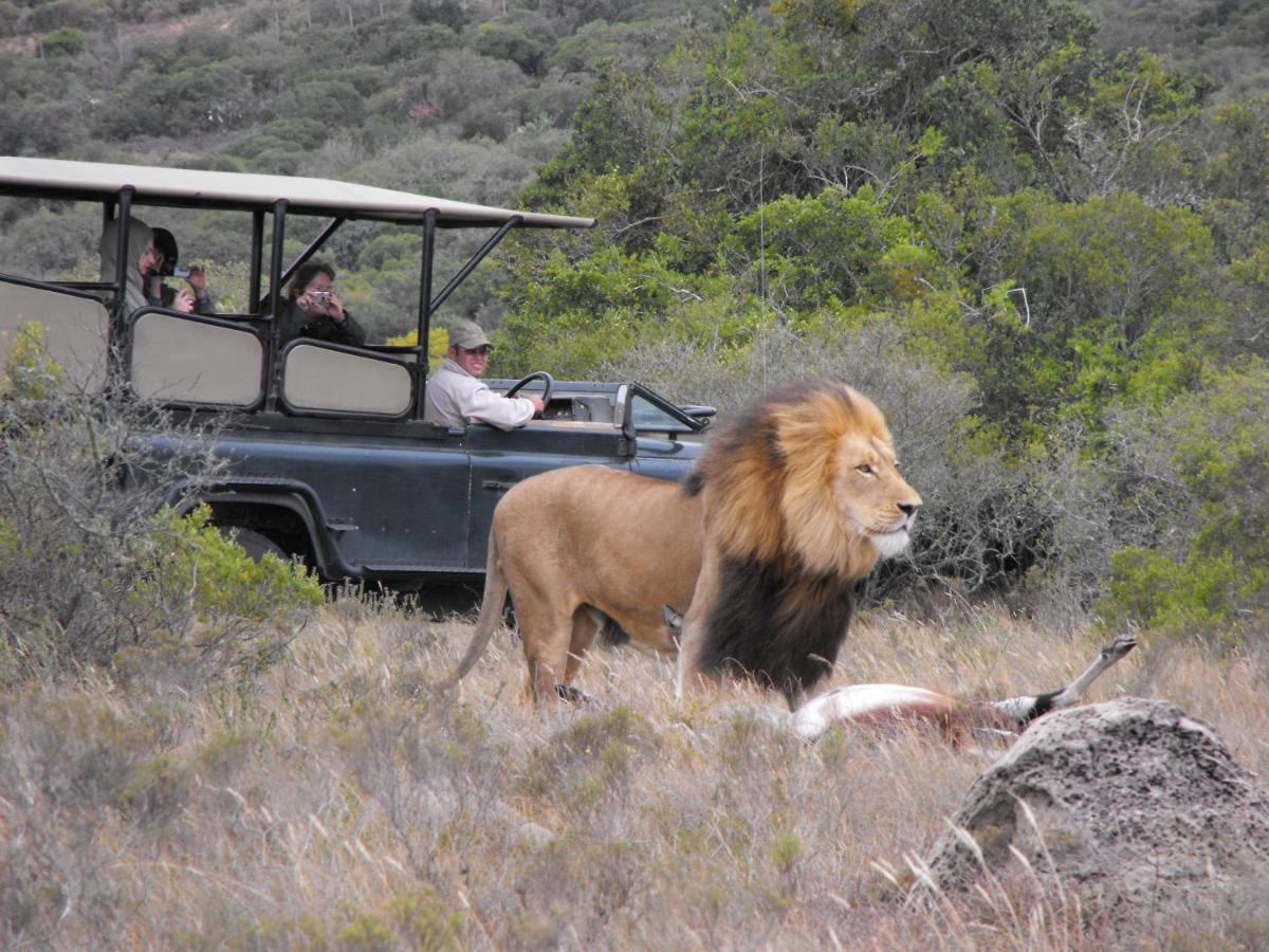 Safari Lodge - Amakhala Game Reserve Luaran gambar