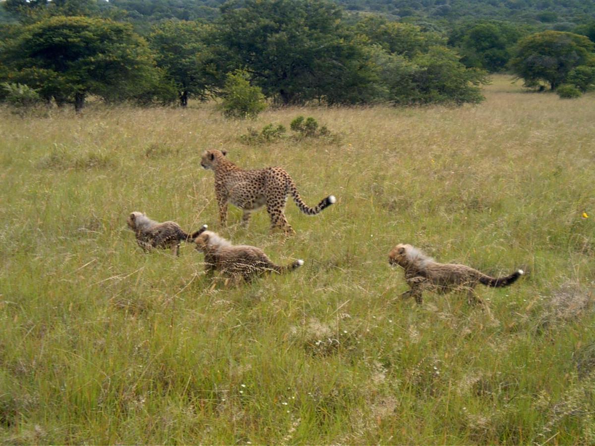 Safari Lodge - Amakhala Game Reserve Luaran gambar