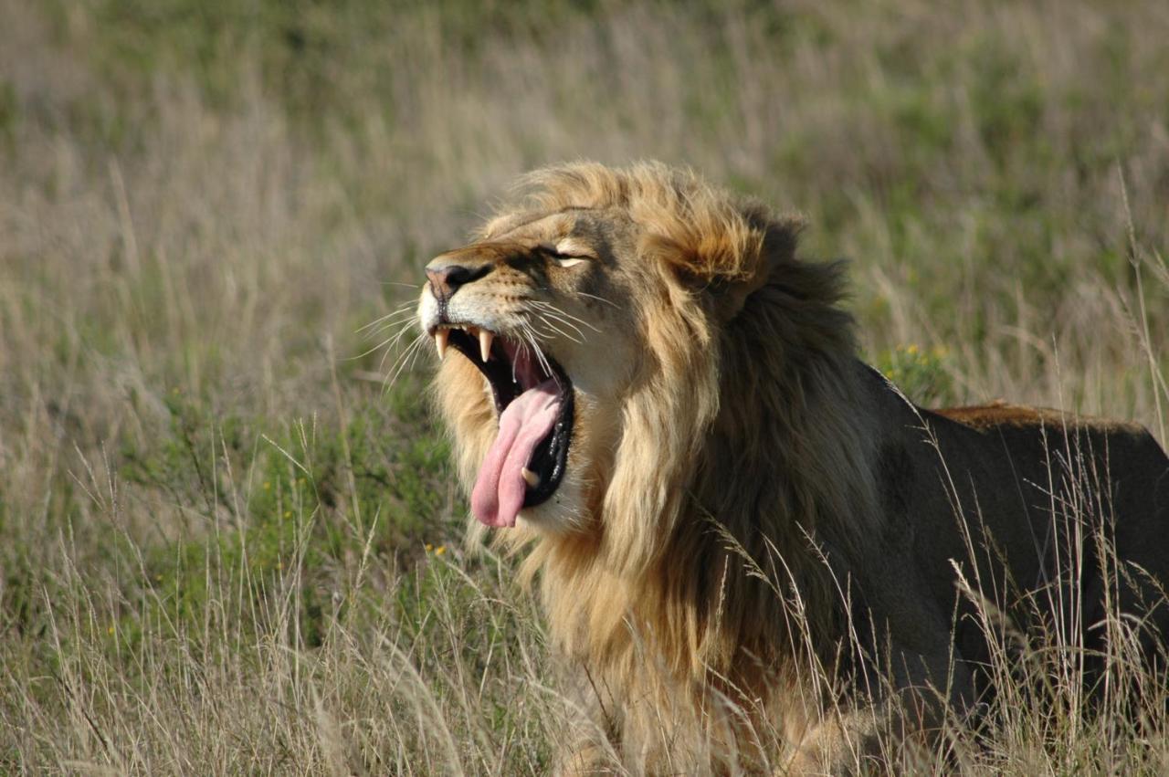 Safari Lodge - Amakhala Game Reserve Luaran gambar
