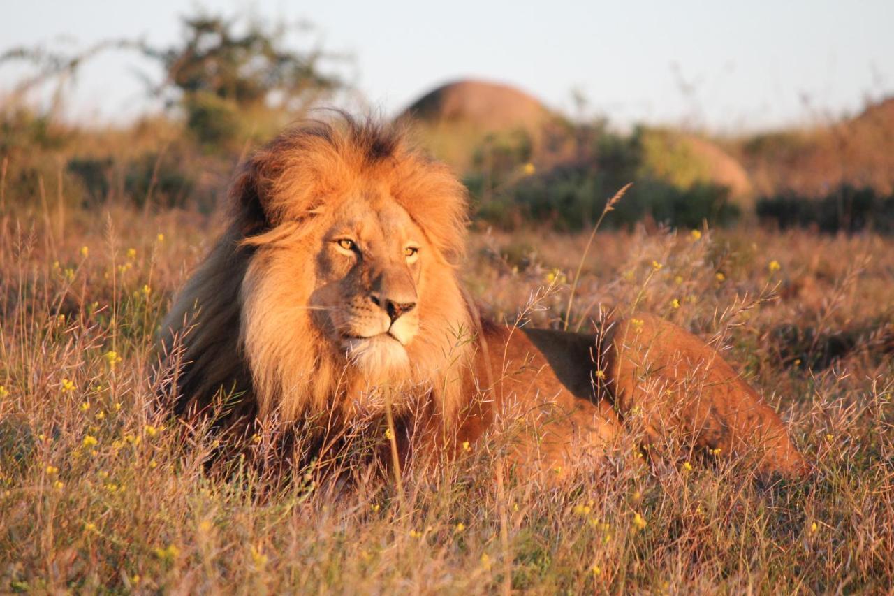 Safari Lodge - Amakhala Game Reserve Luaran gambar
