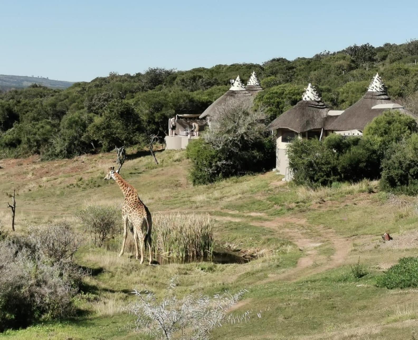 Safari Lodge - Amakhala Game Reserve Luaran gambar