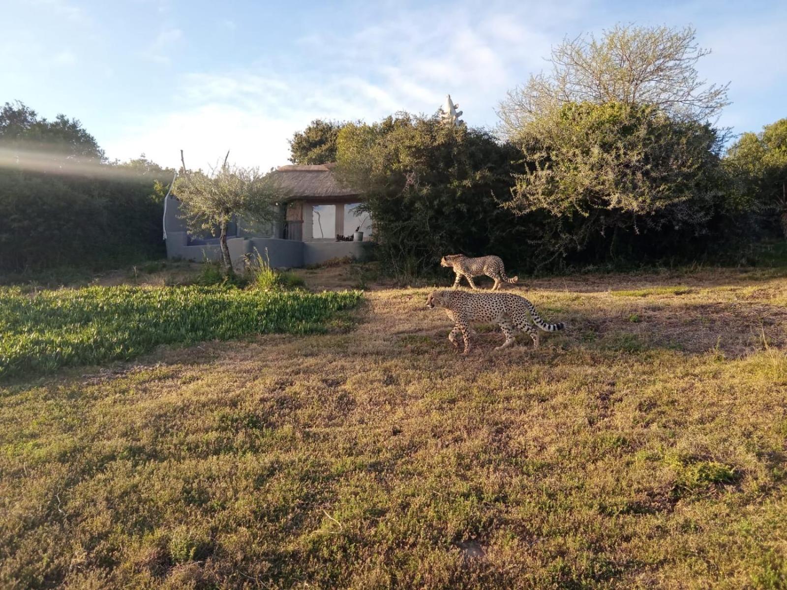 Safari Lodge - Amakhala Game Reserve Luaran gambar