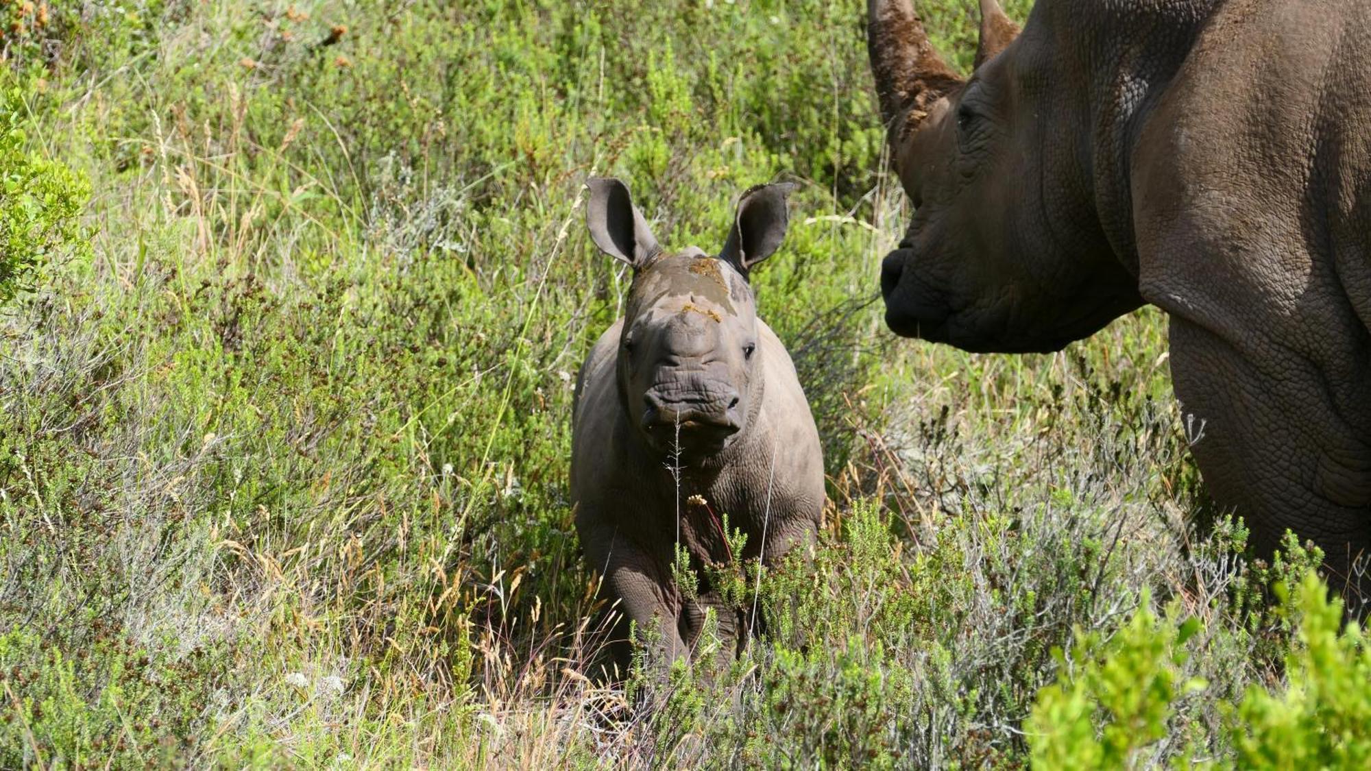 Safari Lodge - Amakhala Game Reserve Luaran gambar