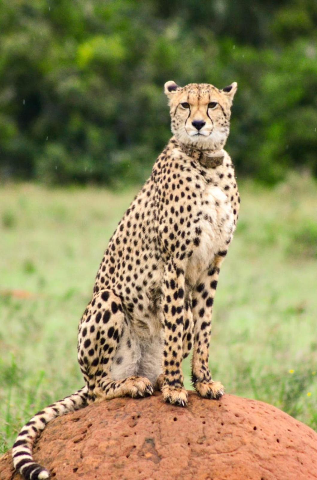 Safari Lodge - Amakhala Game Reserve Luaran gambar