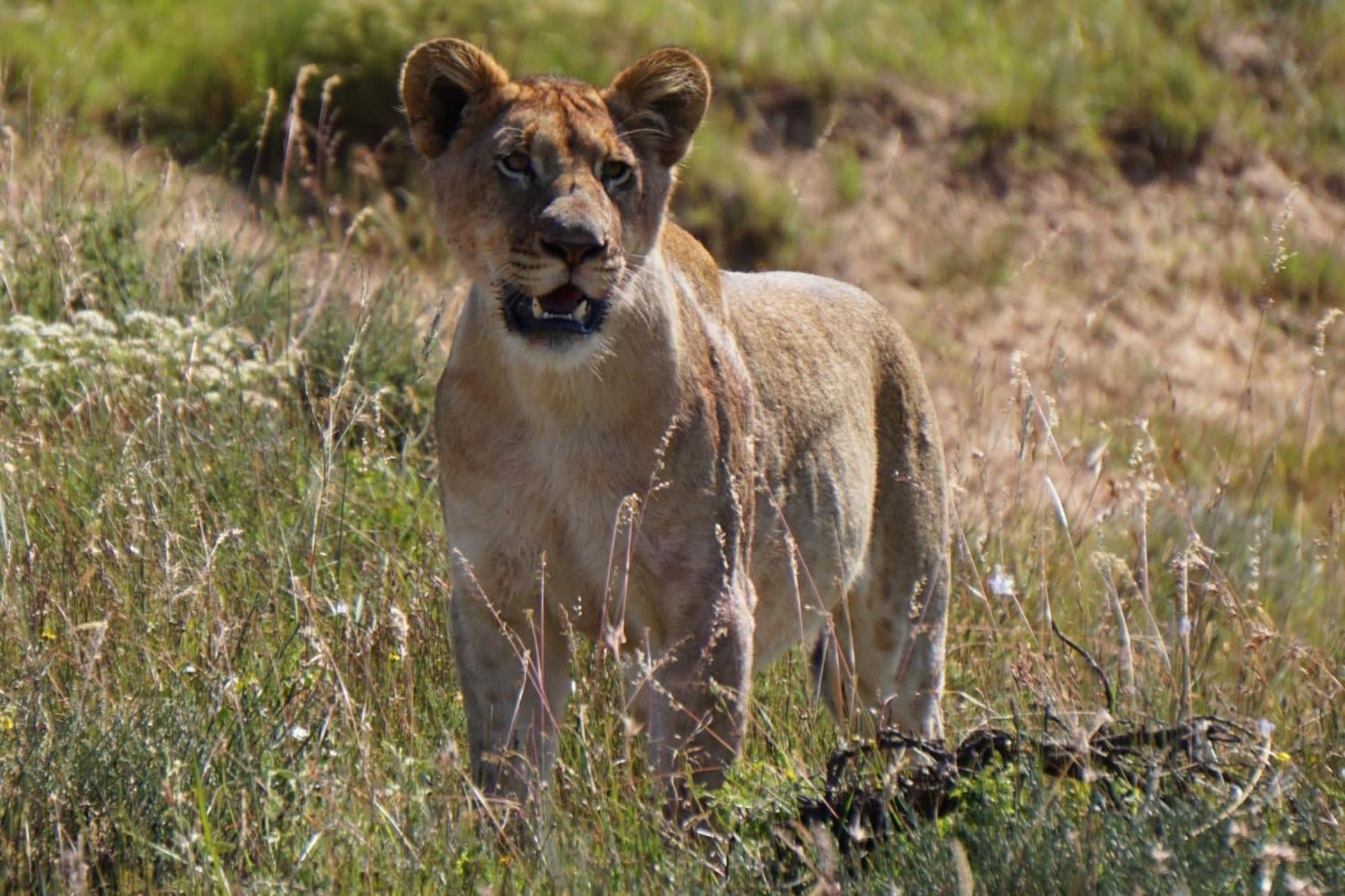 Safari Lodge - Amakhala Game Reserve Luaran gambar