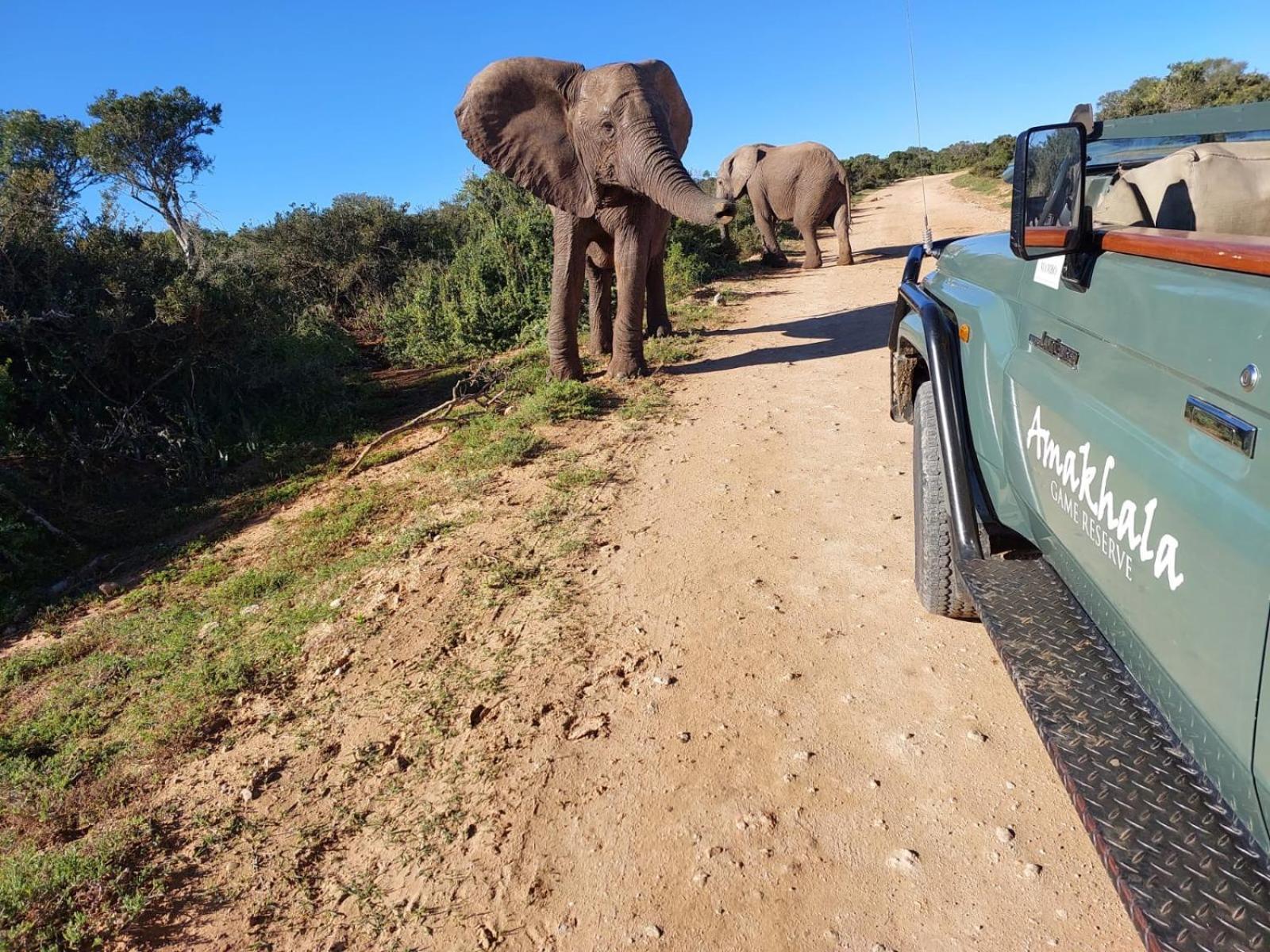 Safari Lodge - Amakhala Game Reserve Luaran gambar